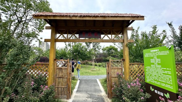 上海首座紫薇园绽放了！高温中爆花绽“好意思颜”，填补申城夏季花少遗憾
